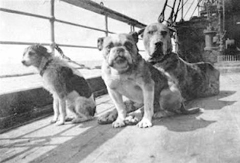 The Dogs of the Titanic