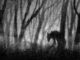 Werewolf, Stalking
