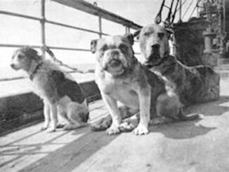 Titanic Dogs