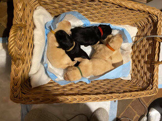 Basket of Puppies