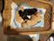 Basket of Puppies