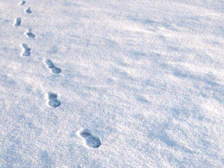 Footprints in the Snow